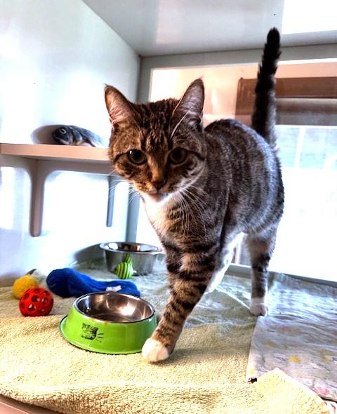 Sapphire, a Adoptable Domestic Short Hair in Hutchinson, MN image 5/5