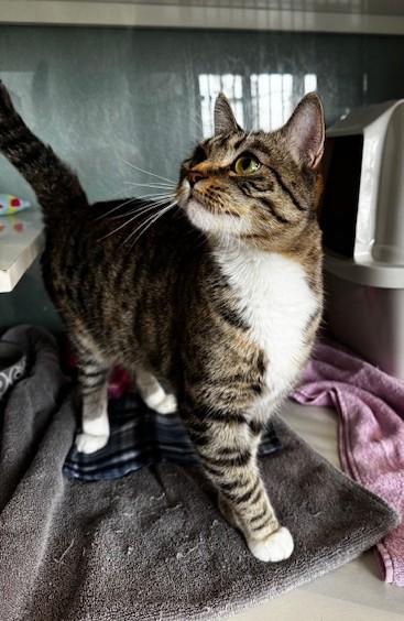 Sapphire, a Adoptable Domestic Short Hair in Hutchinson, MN image 3/5