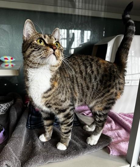 Sapphire, a Adoptable Domestic Short Hair in Hutchinson, MN image 2/5