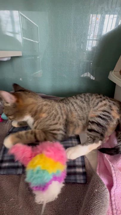 Enlarge Sapphire, a Adoptable Domestic Short Hair in Hutchinson, MN video 4/5