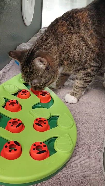 Enlarge Sapphire, a Adoptable Domestic Short Hair in Hutchinson, MN video 4/6