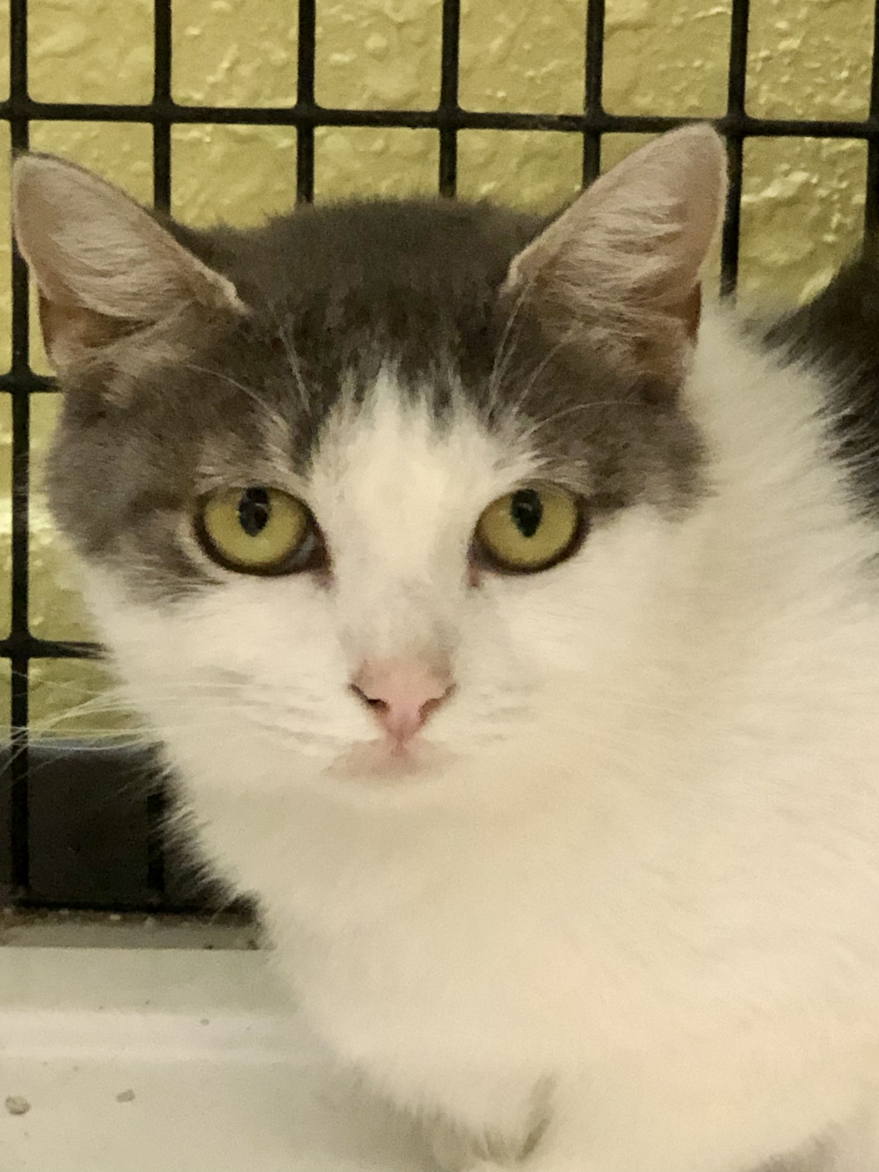 Cindy Lou Who, Adoptable, Adult Female Domestic Short Hair.