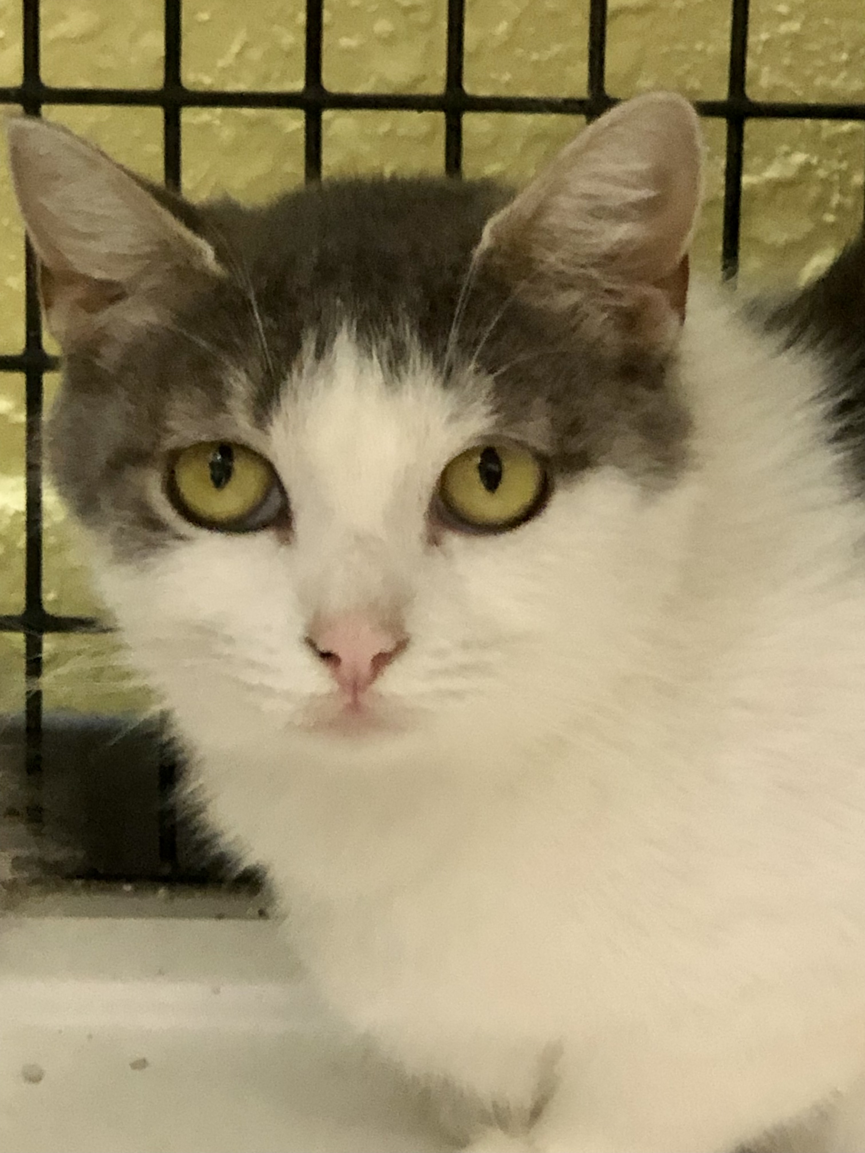 Enlarge Cindy Lou Who, a Adoptable Domestic Short Hair in Southwick, MA image 2/3