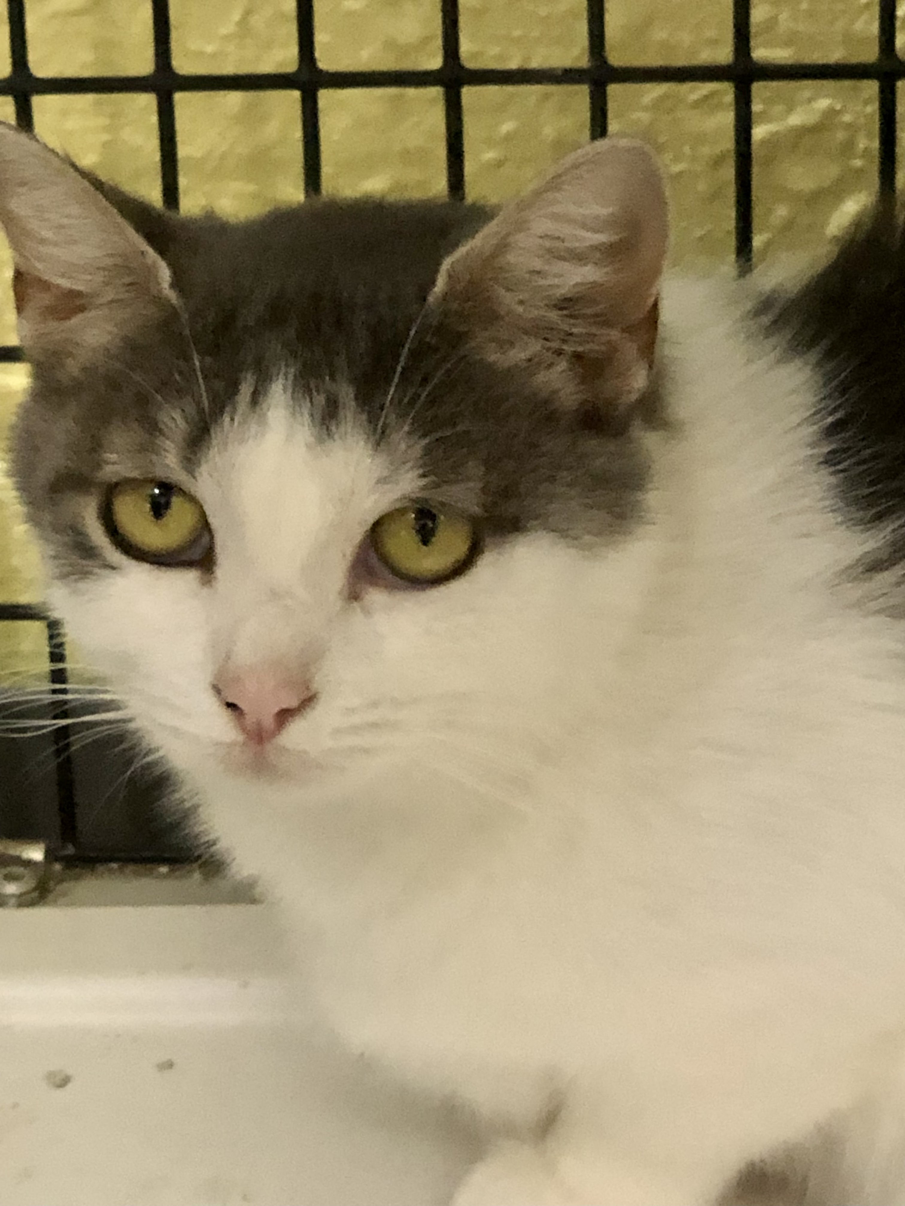 Enlarge Cindy Lou Who, a Adoptable Domestic Short Hair in Southwick, MA image 3/3