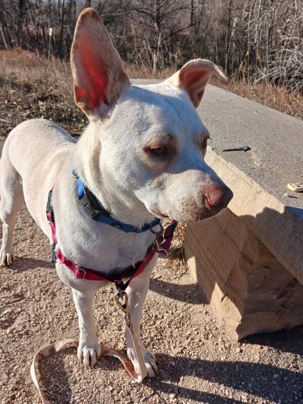 Enlarge Aloe, a Adoptable mixed breed in Fort Collins, CO image 2/6