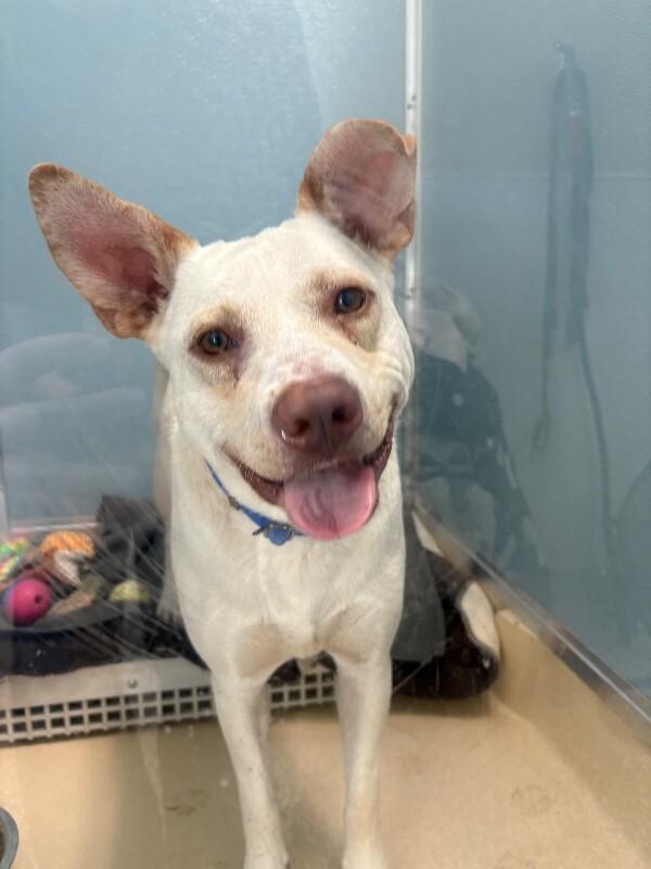 Enlarge Aloe, a Adoptable mixed breed in Fort Collins, CO image 4/6