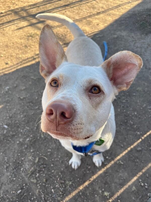 Enlarge Aloe, a Adoptable mixed breed in Westminster, CO image 1/6