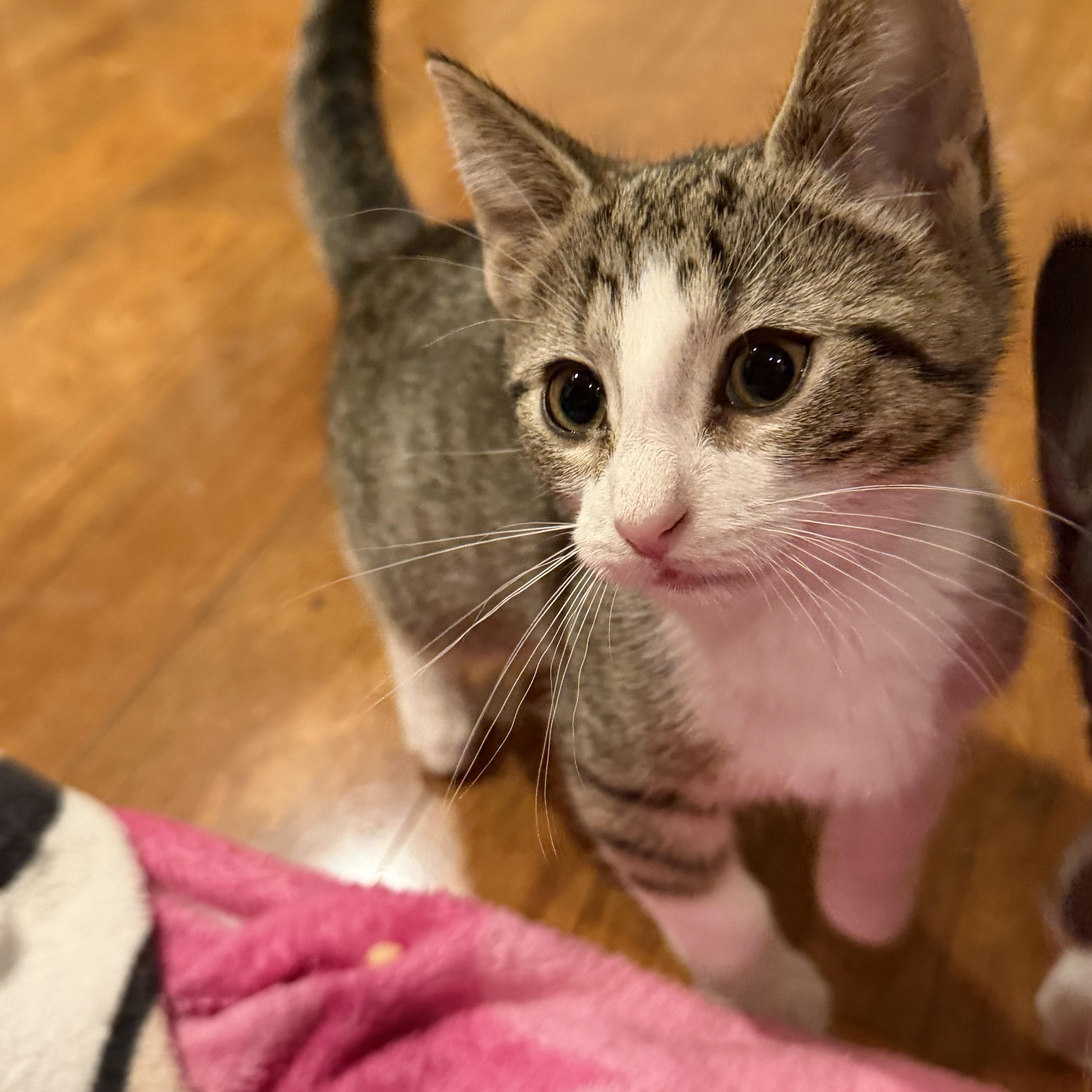 Hank, Adoptable, Kitten Male Domestic Short Hair.