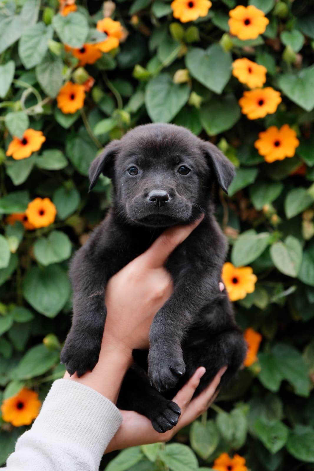 Asiago, Adoptable, Puppy Male Labrador Retriever & Jindo.