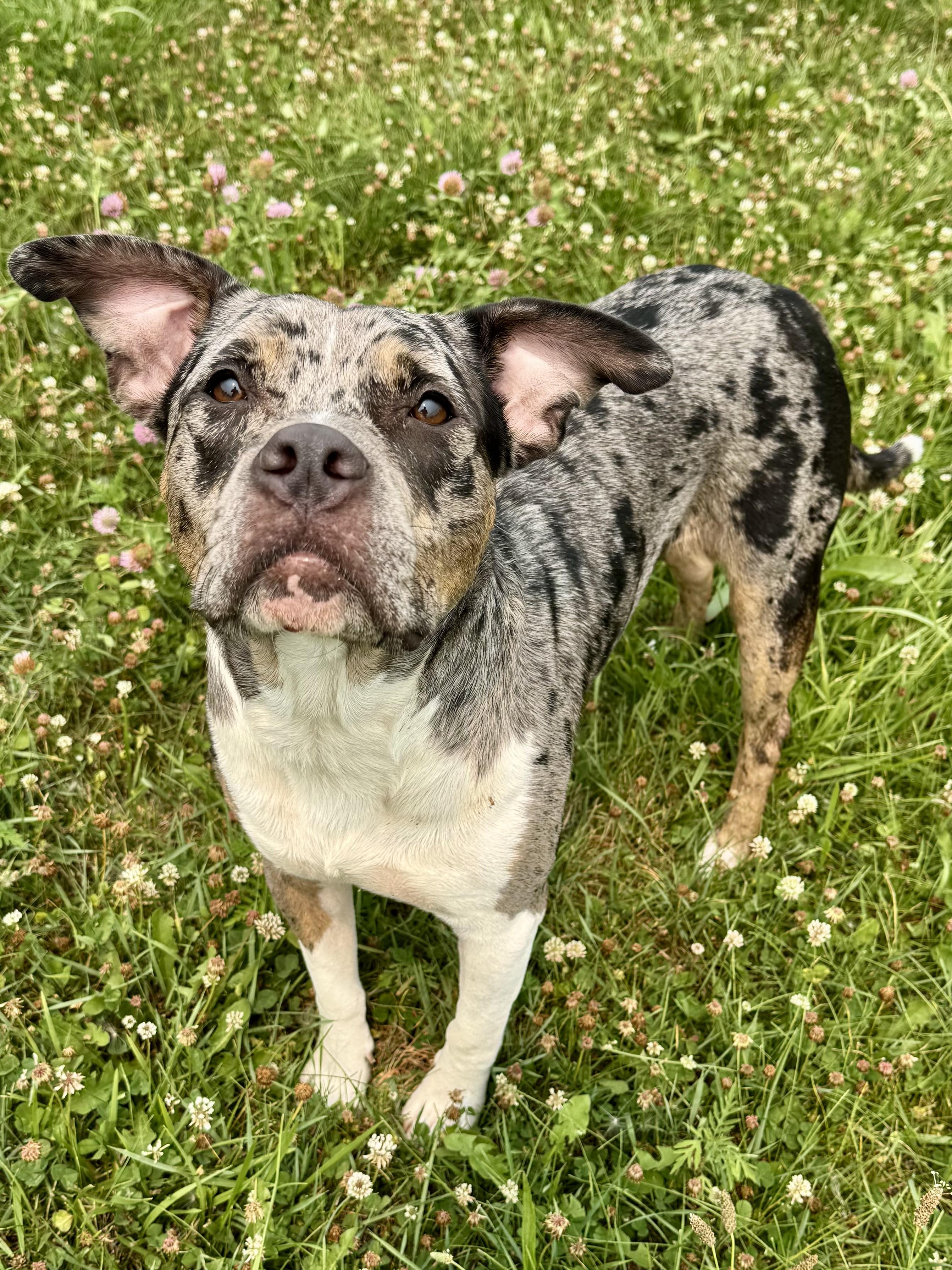 Aussie, ADOPTABLE, Adult Male Mixed Breed.