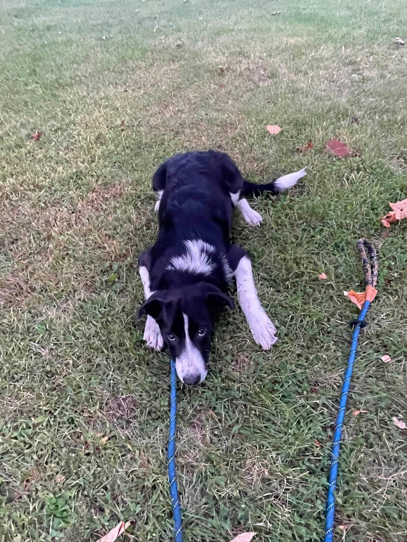 Enlarge Cash, a Adoptable mixed breed in Newport, NH image 1/3