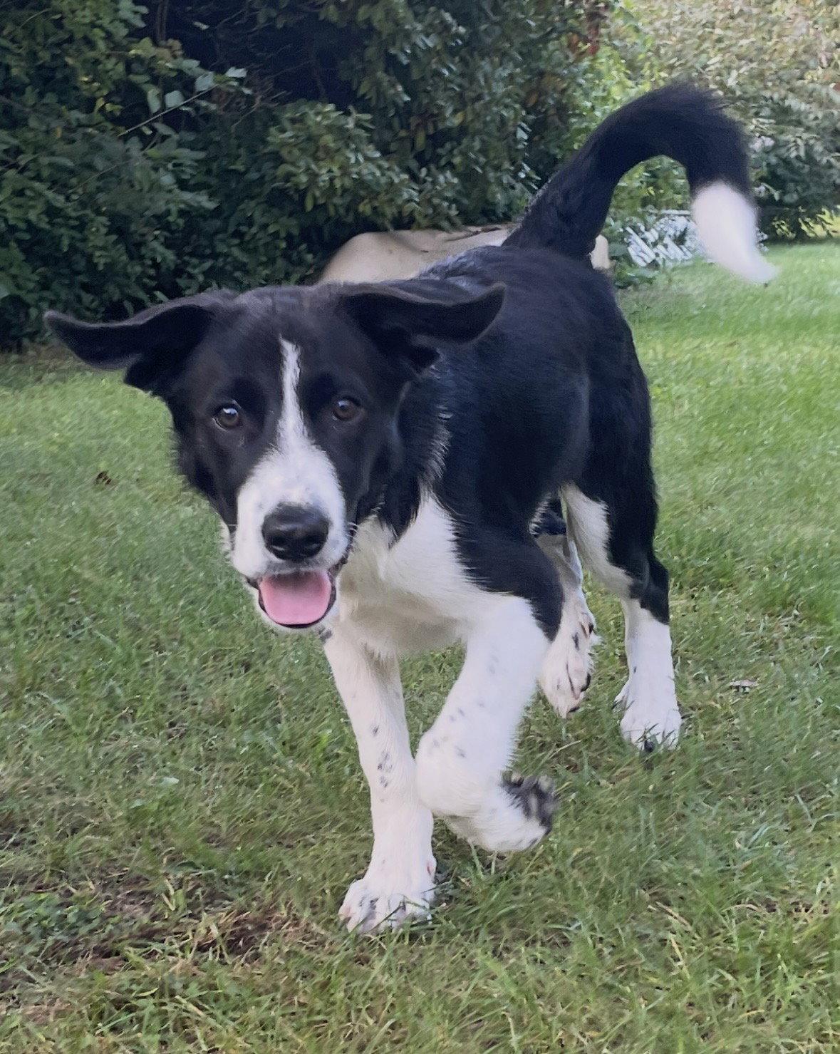 Enlarge Cash, a Adoptable mixed breed in Newport, NH image 2/3