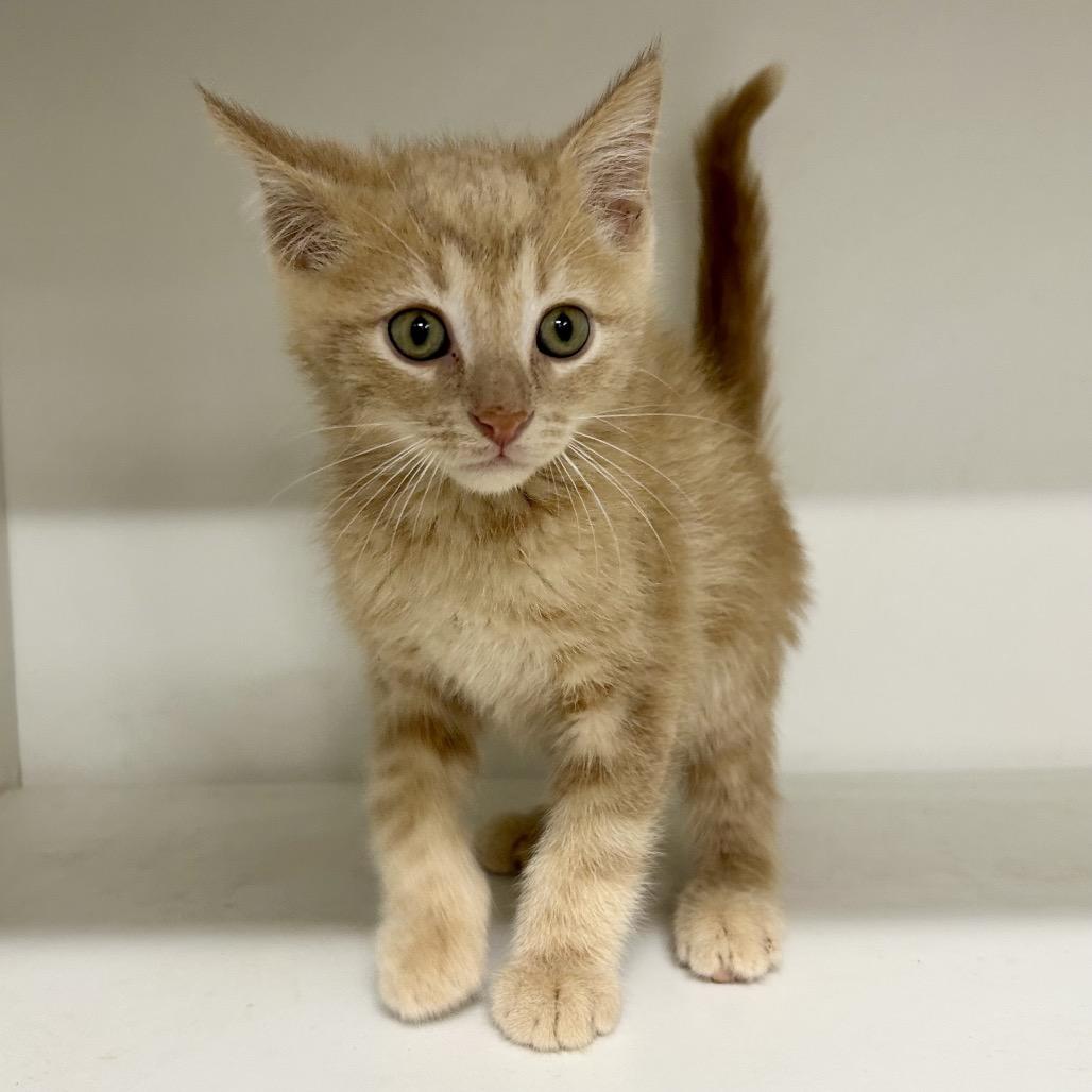 Ray Ray, Adoptable, Kitten Male Domestic Short Hair.