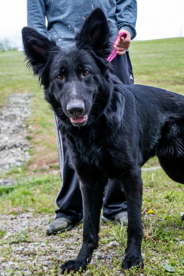 Daphne, Adoptable, Senior Female German Shepherd Dog.