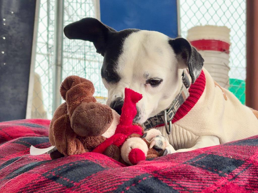 Dandridge (Danni), Adoptable, Young Female Terrier & Mixed Breed.