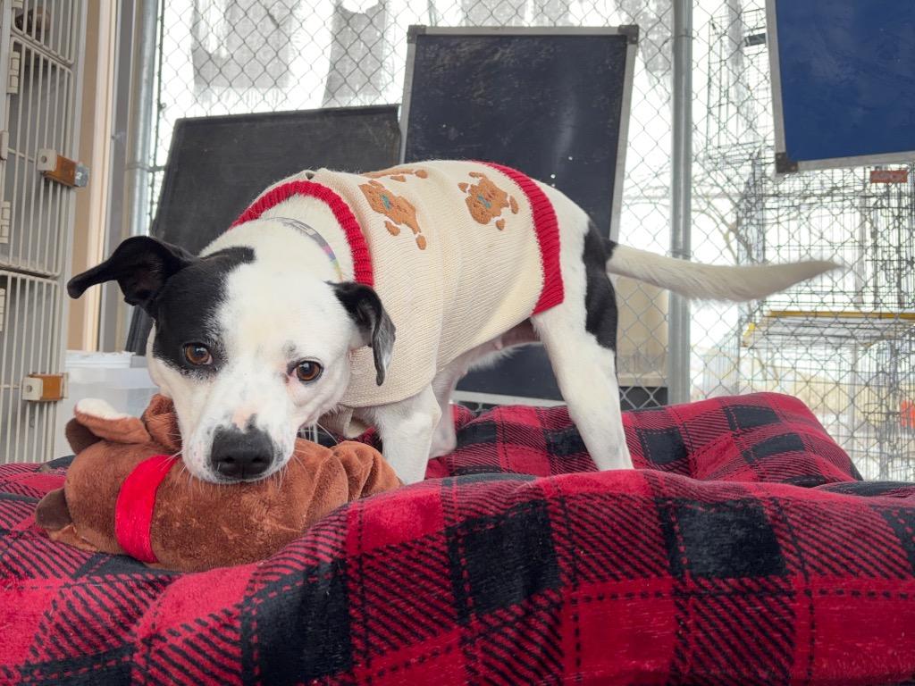 Enlarge Dandridge (Danni), a Adoptable mixed breed in Lawrenceville, IL image 2/2