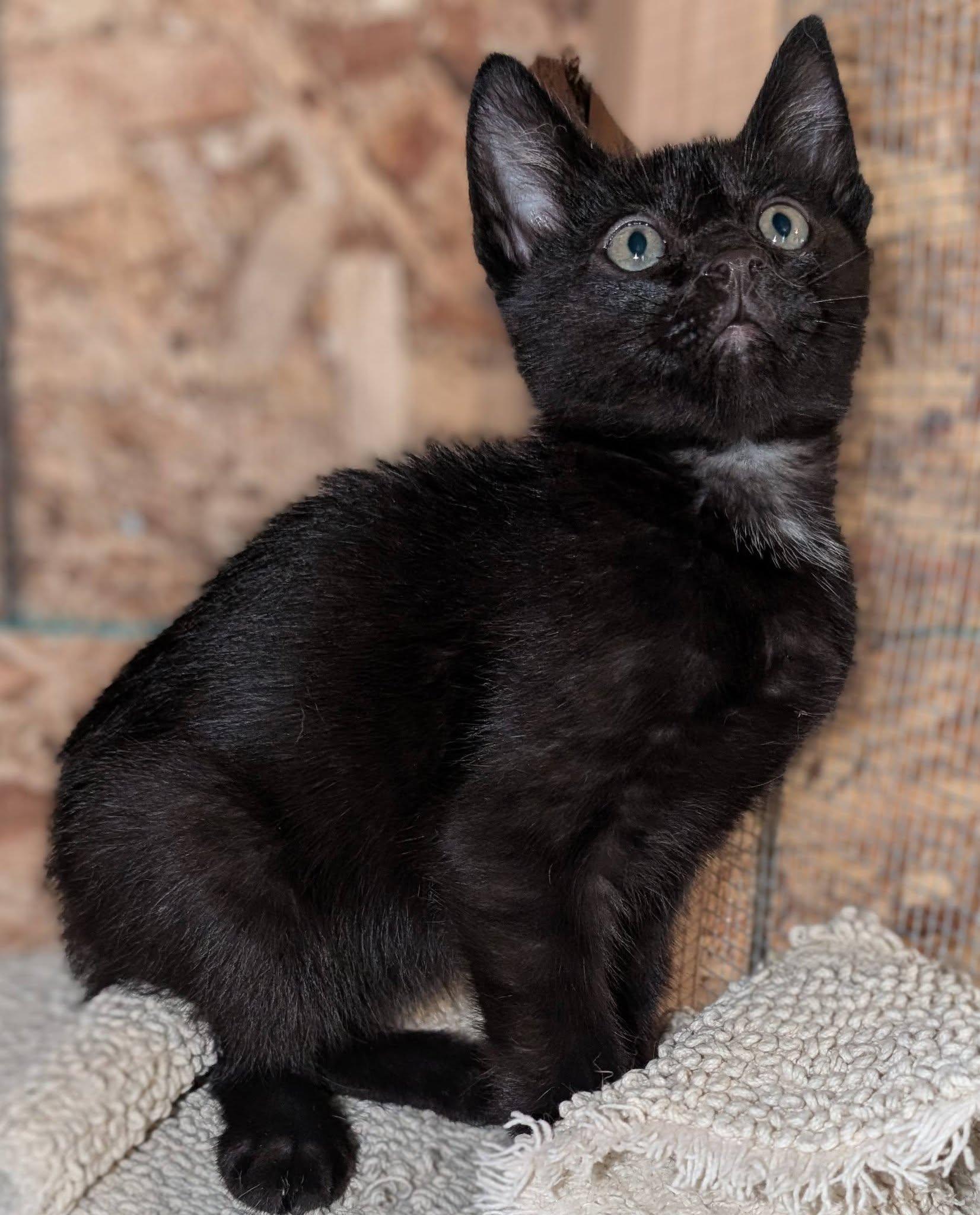 Rocket, a ADOPTABLE mixed breed in Libby, MT image 2/4