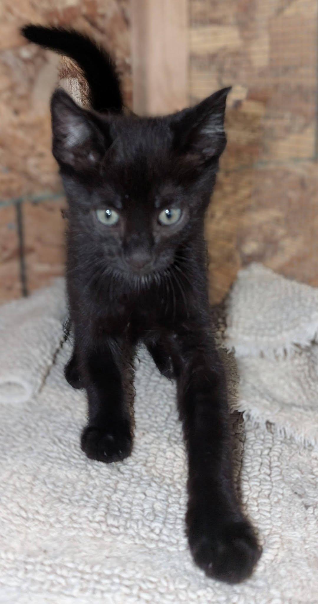 Rocket, a ADOPTABLE mixed breed in Libby, MT image 3/4