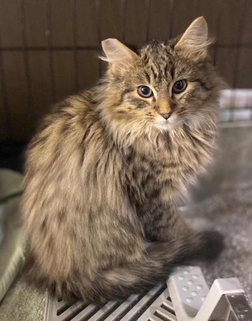 Enlarge Smitty , an adopted Tabby in Seattle, WA image 1/4