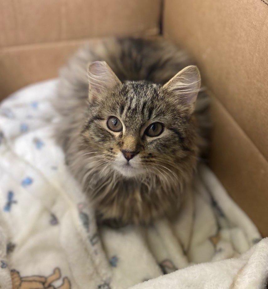 Enlarge Smitty , an adopted Tabby in Seattle, WA image 2/4