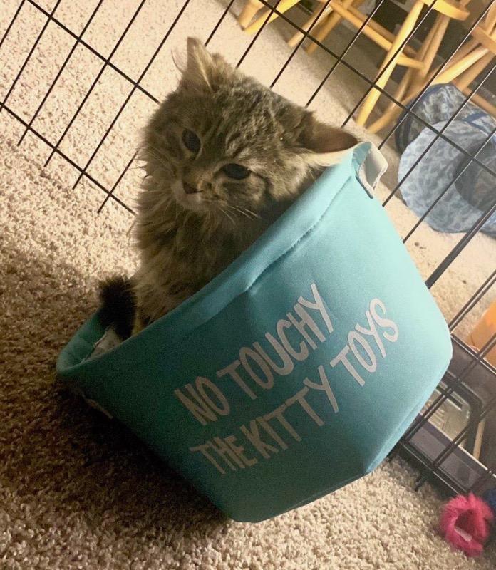 Enlarge Smitty , an adopted Tabby in Seattle, WA image 3/4