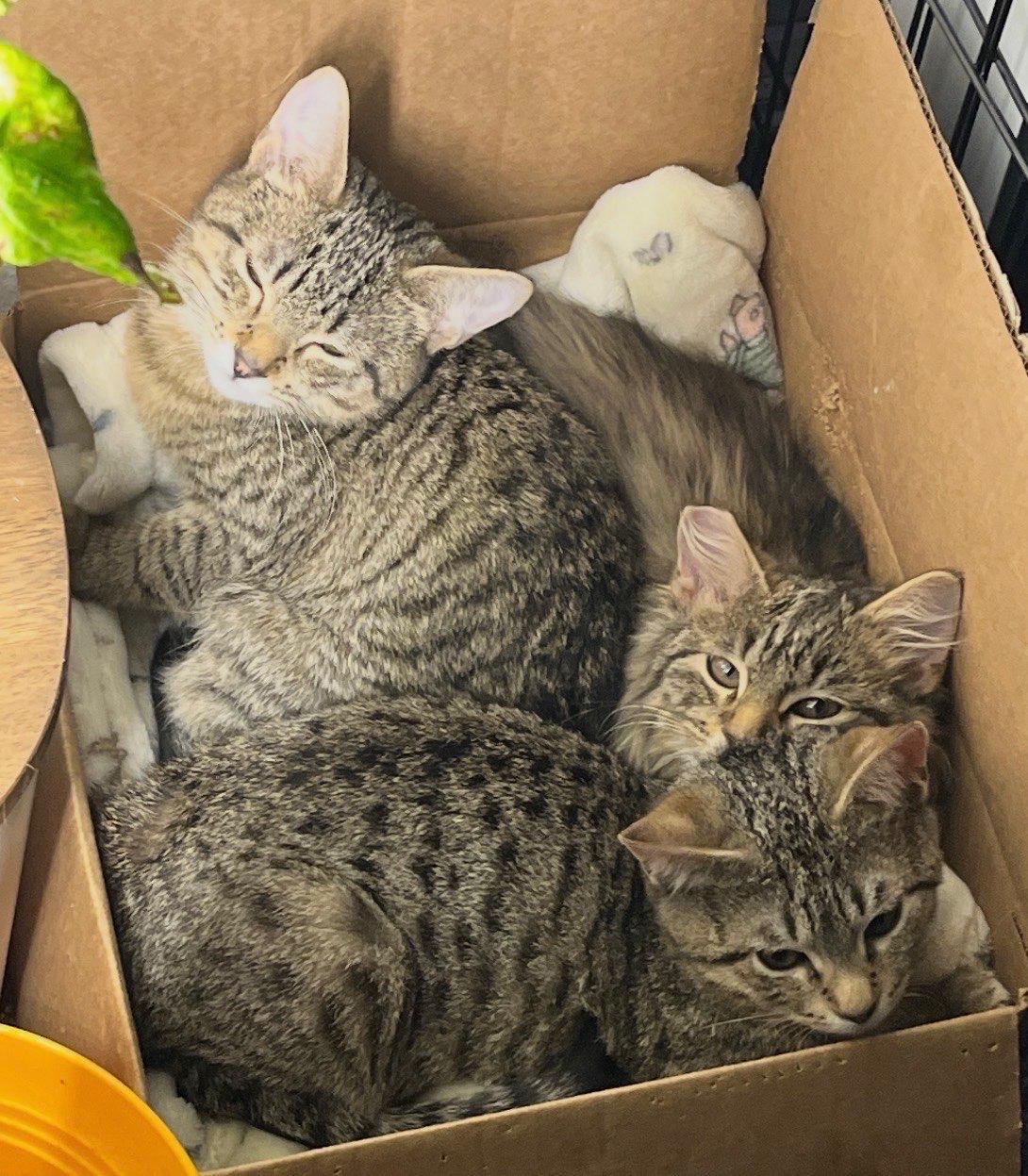 Enlarge Smitty , an adopted Tabby in Seattle, WA image 4/4