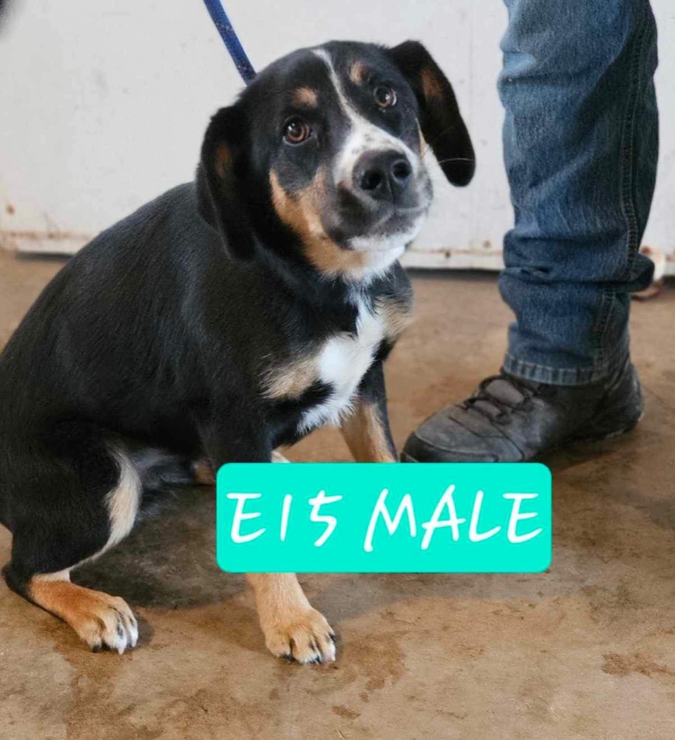 E15, an adoptable Beagle Mix in Chipley, FL_image-1