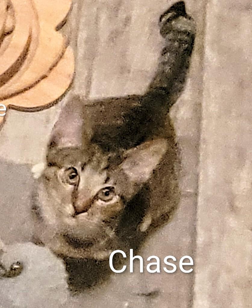 Enlarge Chase, a ADOPTABLE Domestic Short Hair in Las Vegas, NV image 2/3