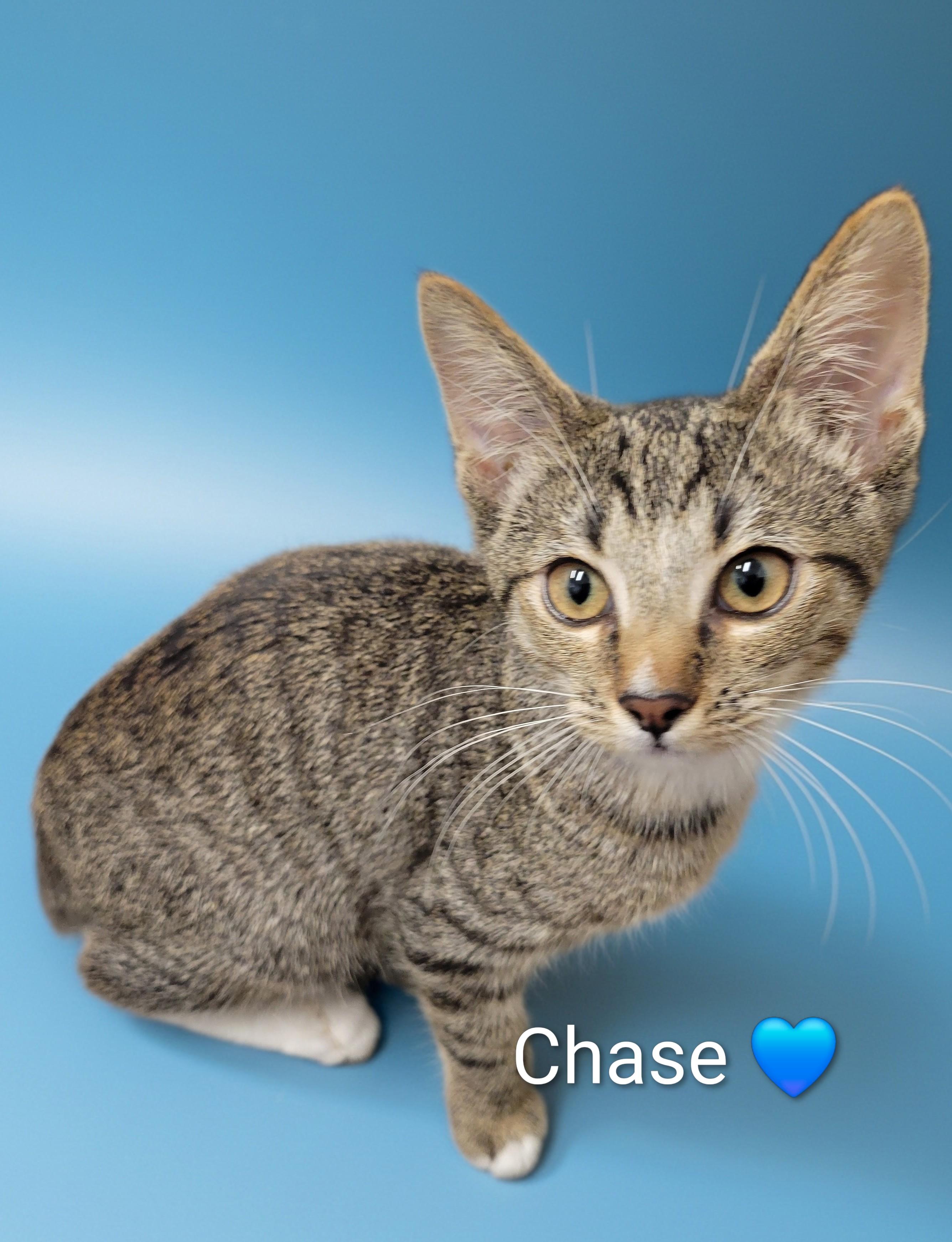 Enlarge Chase, a ADOPTABLE Domestic Short Hair in Las Vegas, NV image 1/3