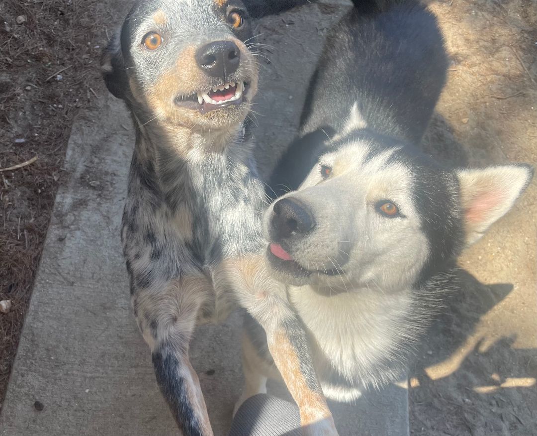Zeus, an adoptable Siberian Husky in Northridge, CA, 91325 | Photo Image 2