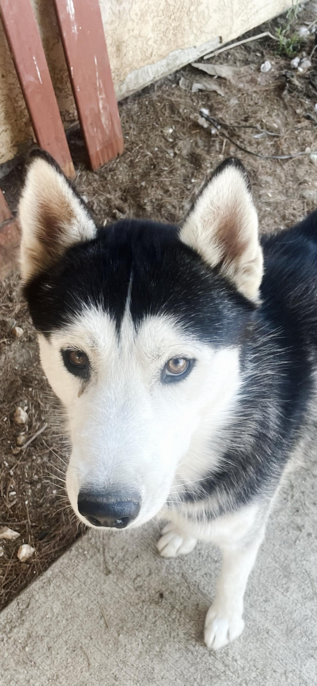 Zeus, Adult Male Siberian Husky