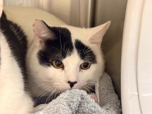 CORDUROY, Adoptable, Adult Male Domestic Short Hair.