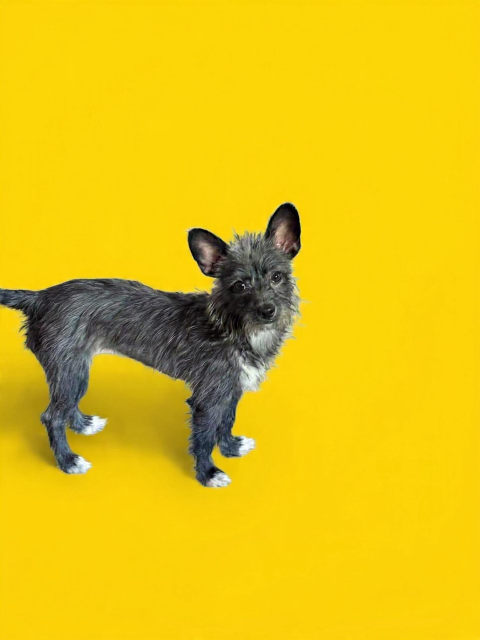 Enlarge Penny, a ADOPTABLE Terrier in Georgetown , CA image 1/1