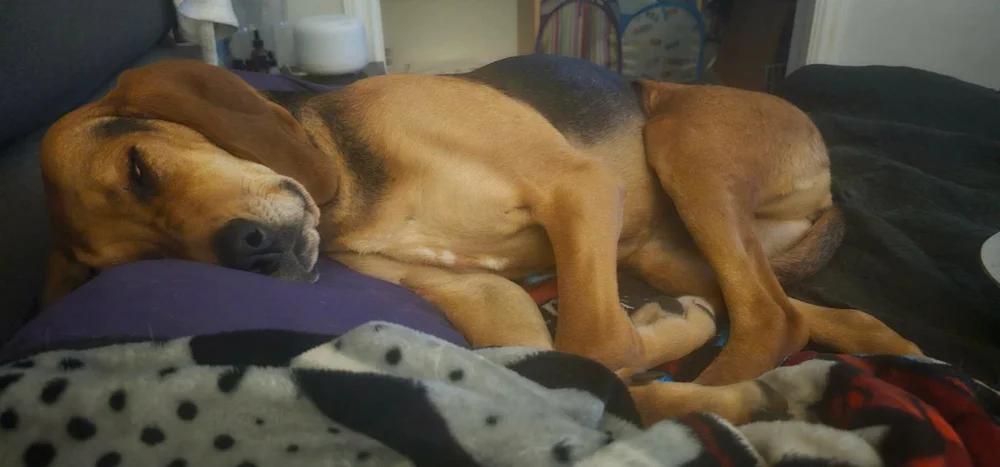 Enlarge Hazel, a ADOPTABLE mixed breed in Abbotsford, BC image 3/4