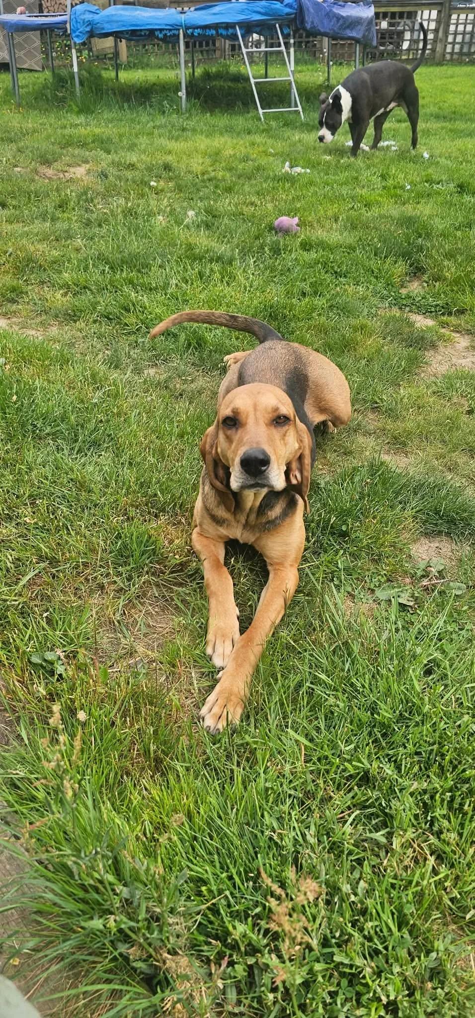 Enlarge Hazel, a ADOPTABLE mixed breed in Abbotsford, BC image 4/4