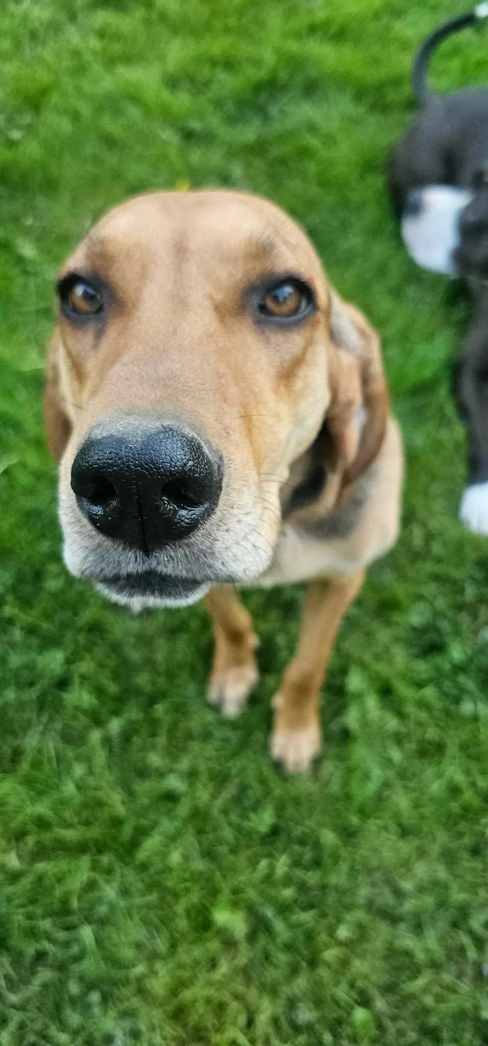 Enlarge Hazel, a ADOPTABLE mixed breed in Abbotsford, BC image 2/4