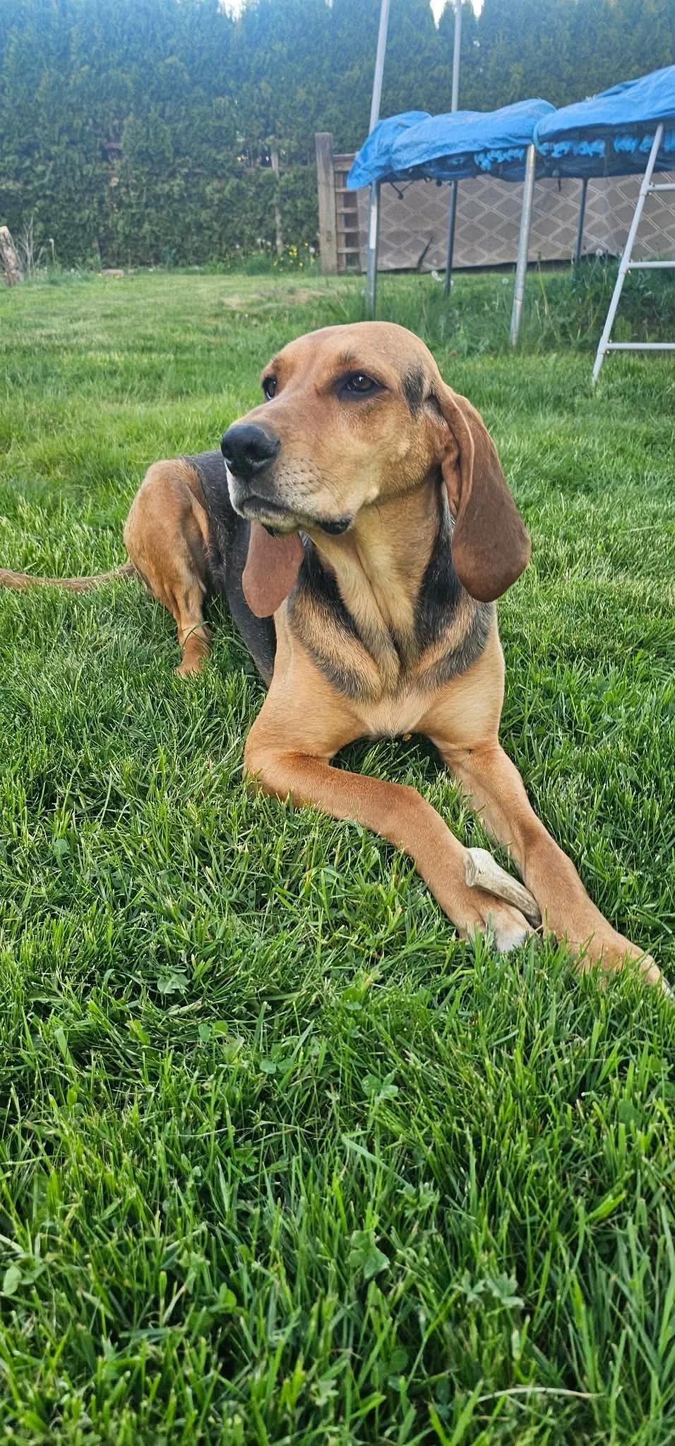 Hazel, ADOPTABLE, Young Female Coonhound.