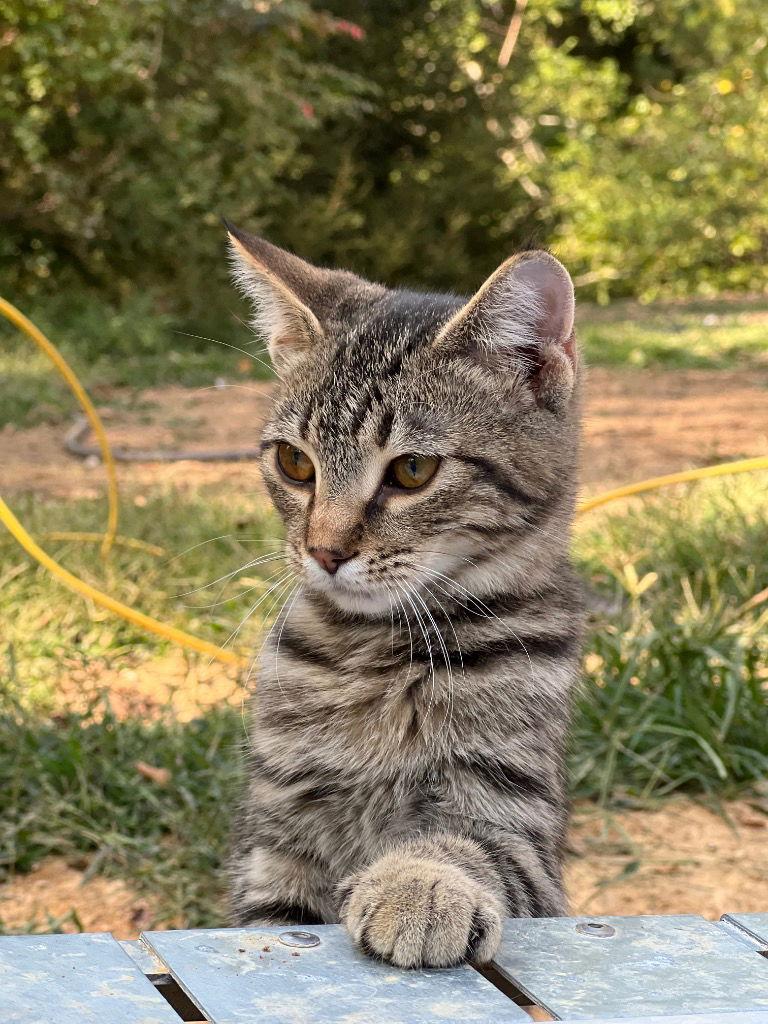 Enlarge Little One, a Adoptable Domestic Short Hair in Cromwell, KY image 1/3