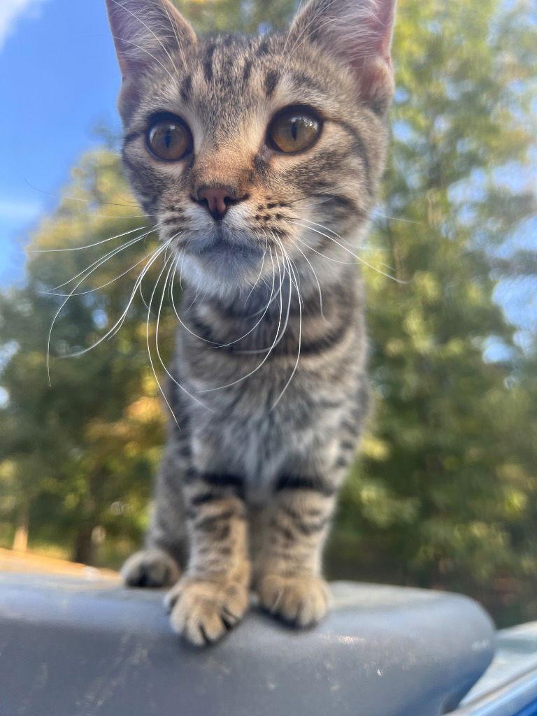 Enlarge Little One, a Adoptable Domestic Short Hair in Cromwell, KY image 2/3