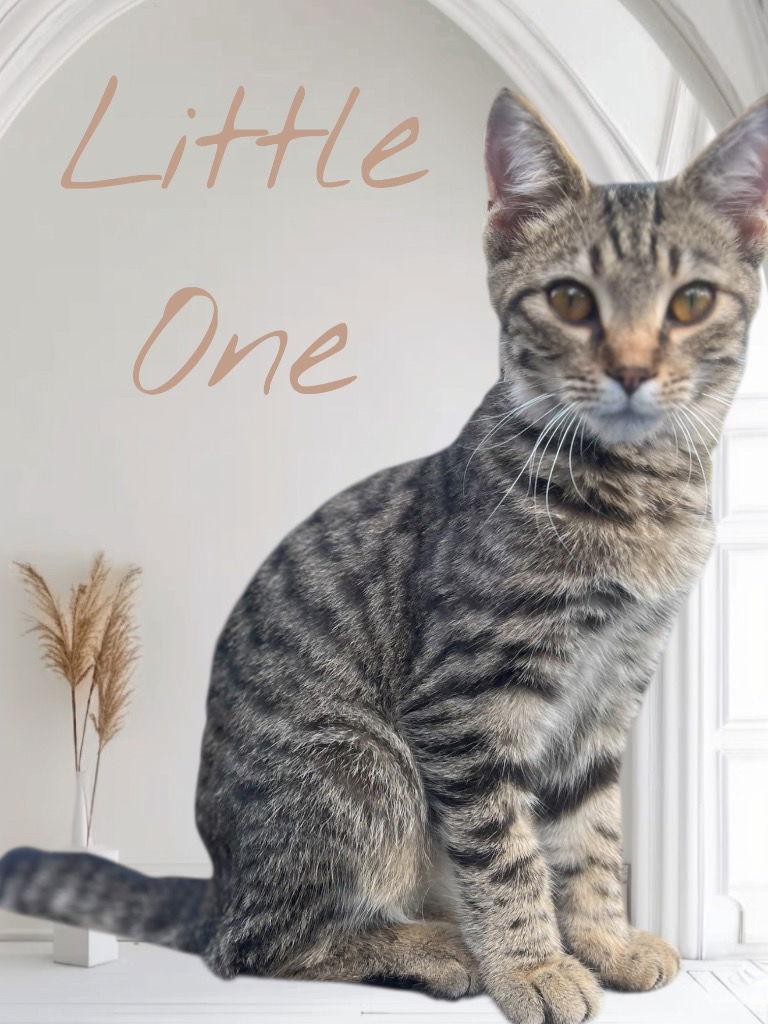 Enlarge Little One, a Adoptable Domestic Short Hair in Cromwell, KY image 3/3