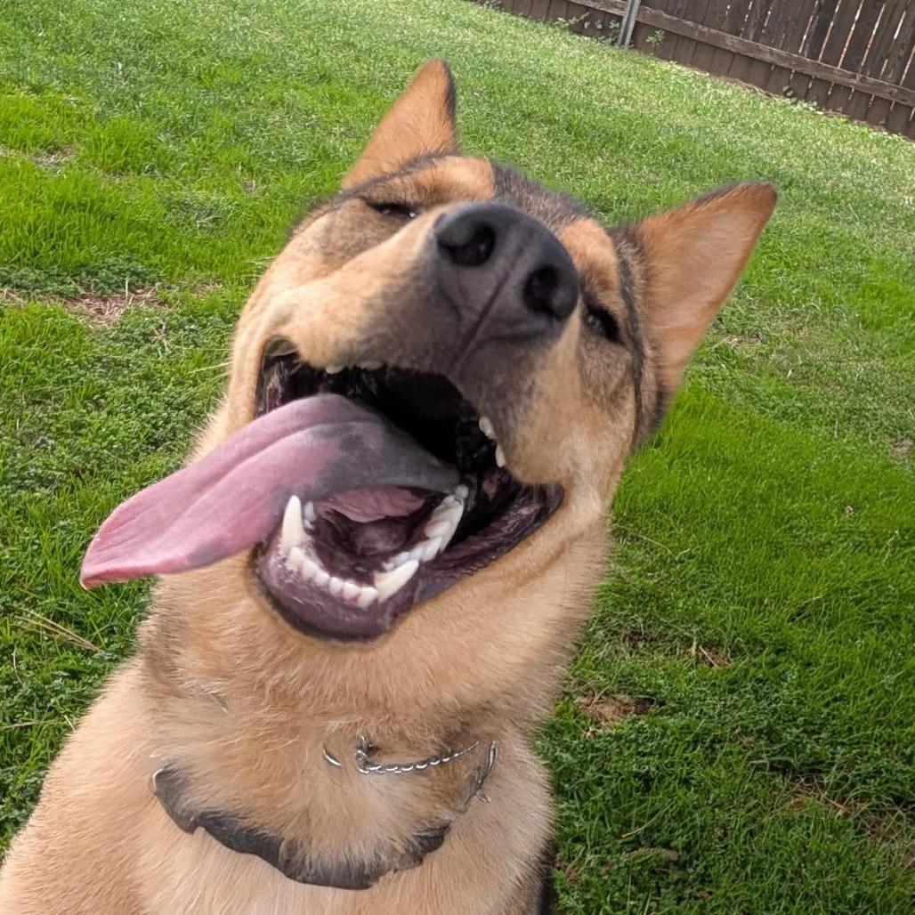 Enlarge Aphrodite, a Adoptable mixed breed in Tulsa, OK image 1/3