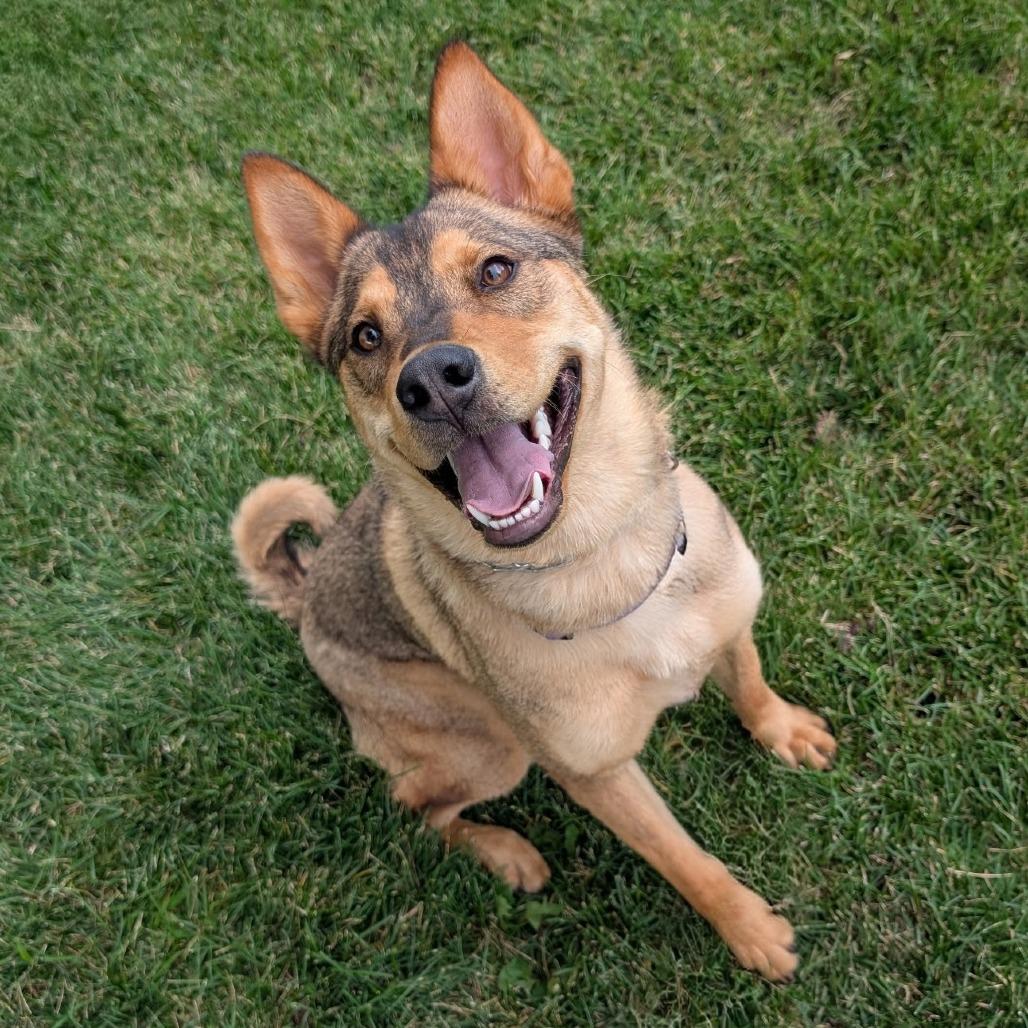 Enlarge Aphrodite, a Adoptable mixed breed in Tulsa, OK image 2/3