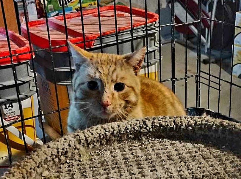 Sammy (bonded with Nyxia), Adoptable, Adult Male Tabby.