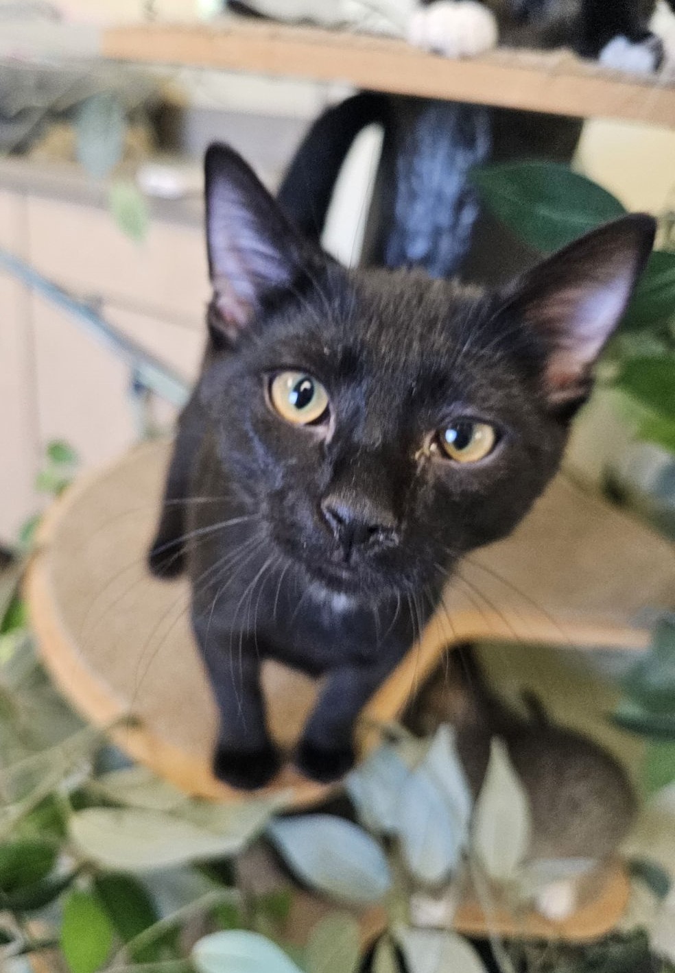 Apple Jack, a Adoptable Domestic Short Hair in Larned, KS image 1/3