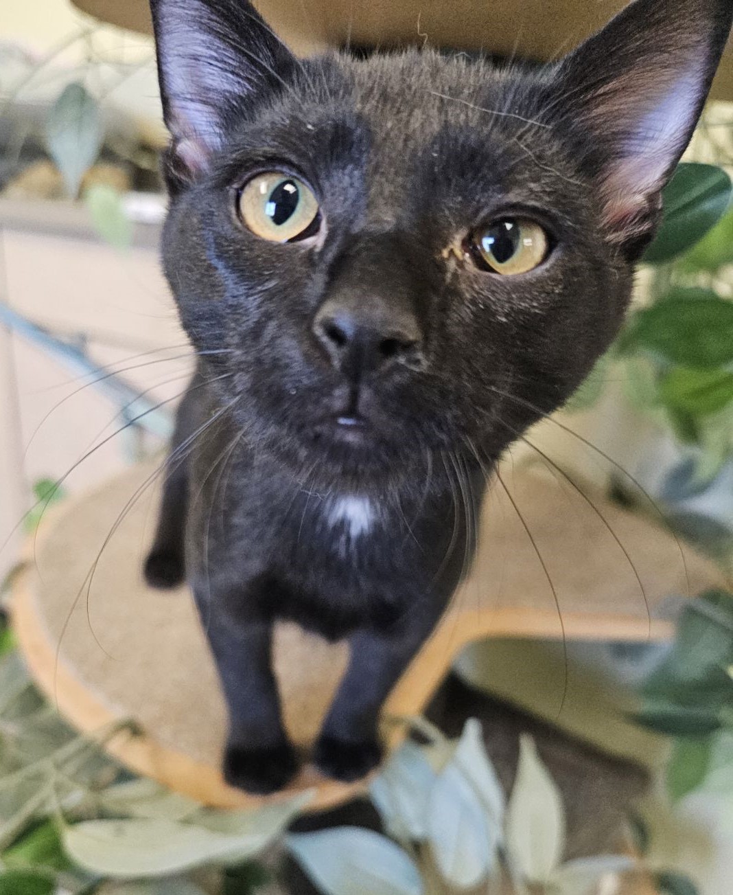 Apple Jack, a Adoptable Domestic Short Hair in Larned, KS image 2/3