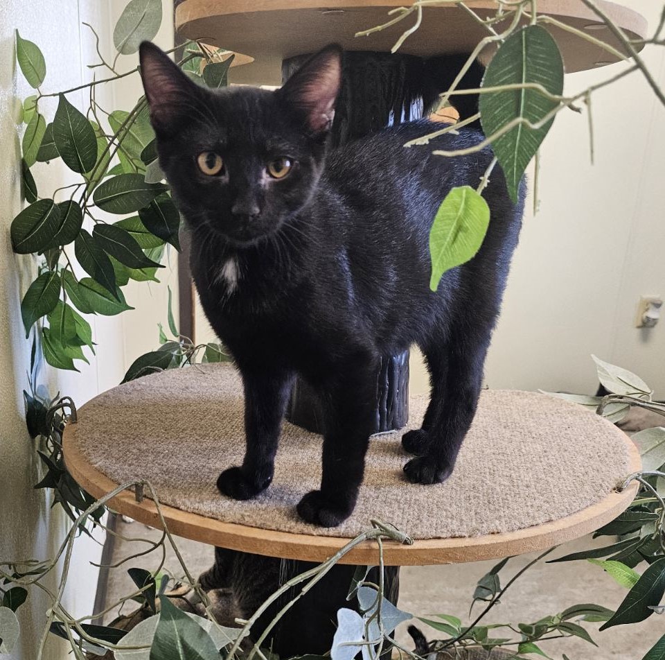 Apple Jack, a Adoptable Domestic Short Hair in Larned, KS image 3/3