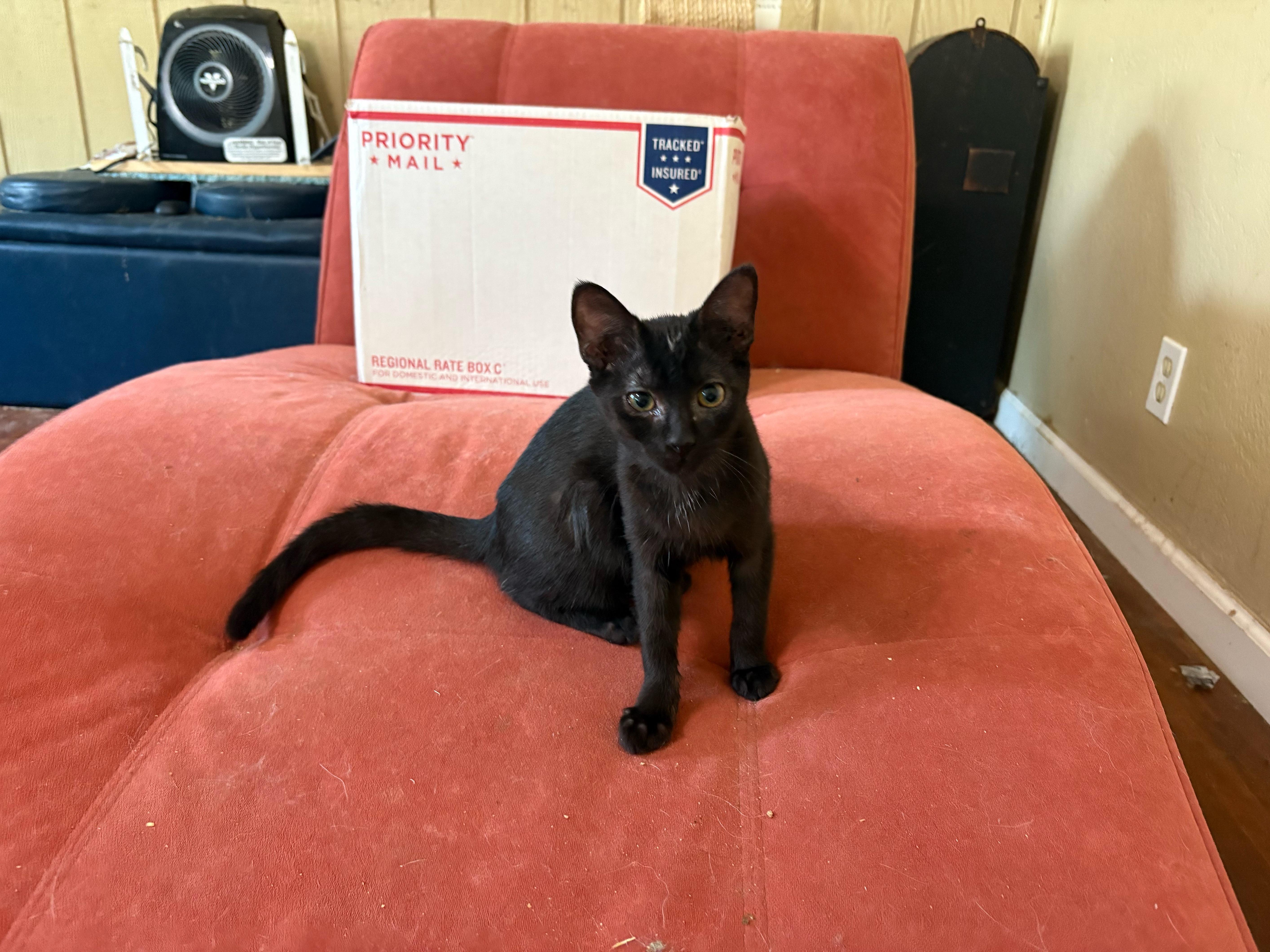 Nova, Adoptable, Kitten Female Bombay.