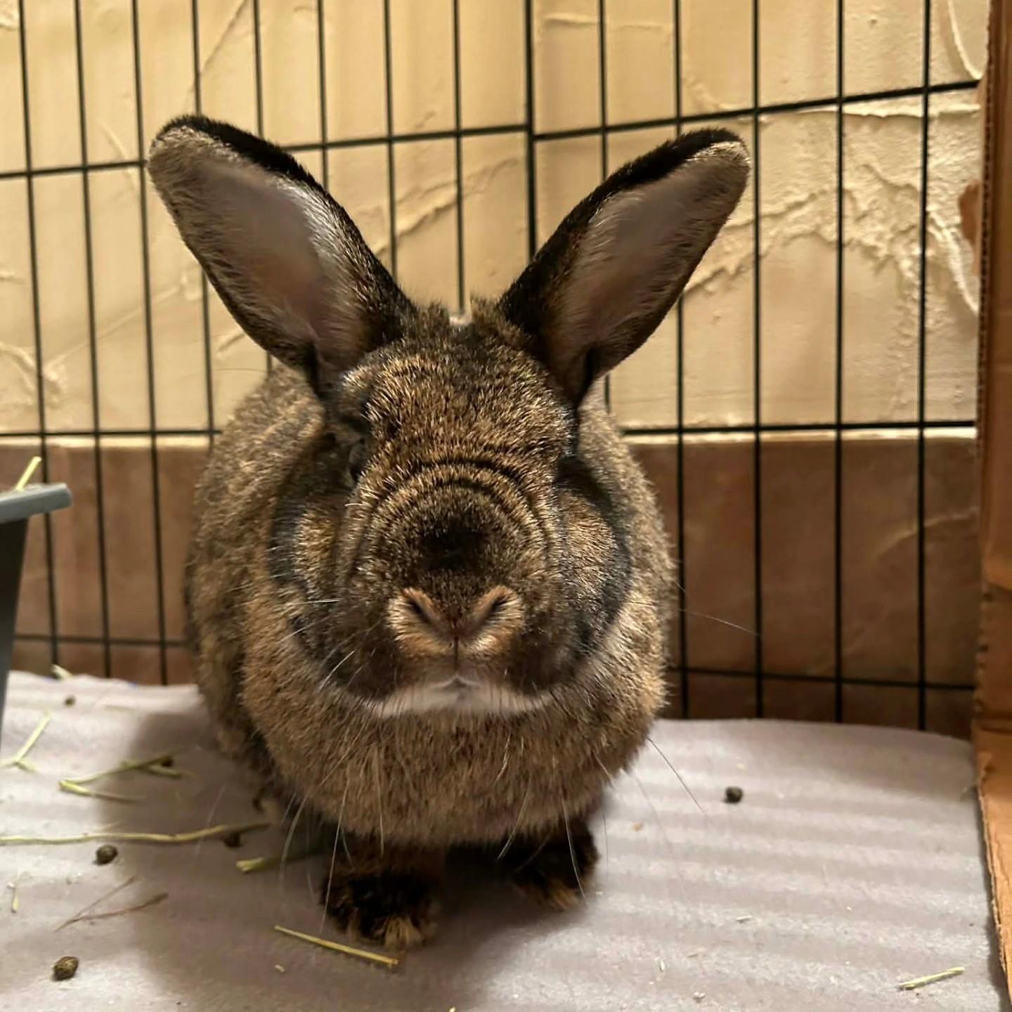 Enlarge Eddie van Hoplin, a ADOPTABLE mixed breed in Winnipeg, MB image 1/1