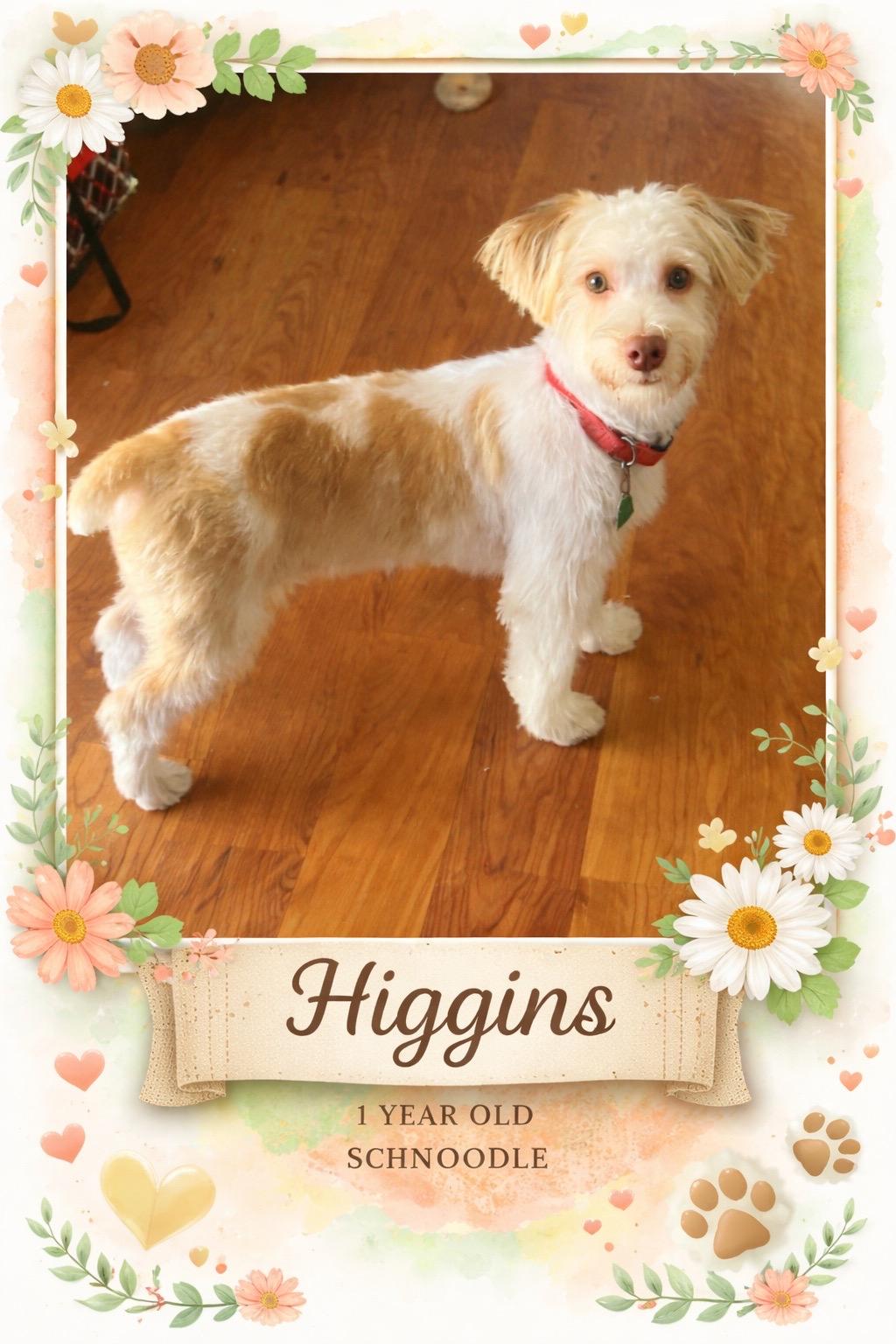 HIGGINS  – 1-1/2  YEAR OLD MALE SCHNOODLE , ADOPTABLE, Adult Male Miniature Schnauzer.