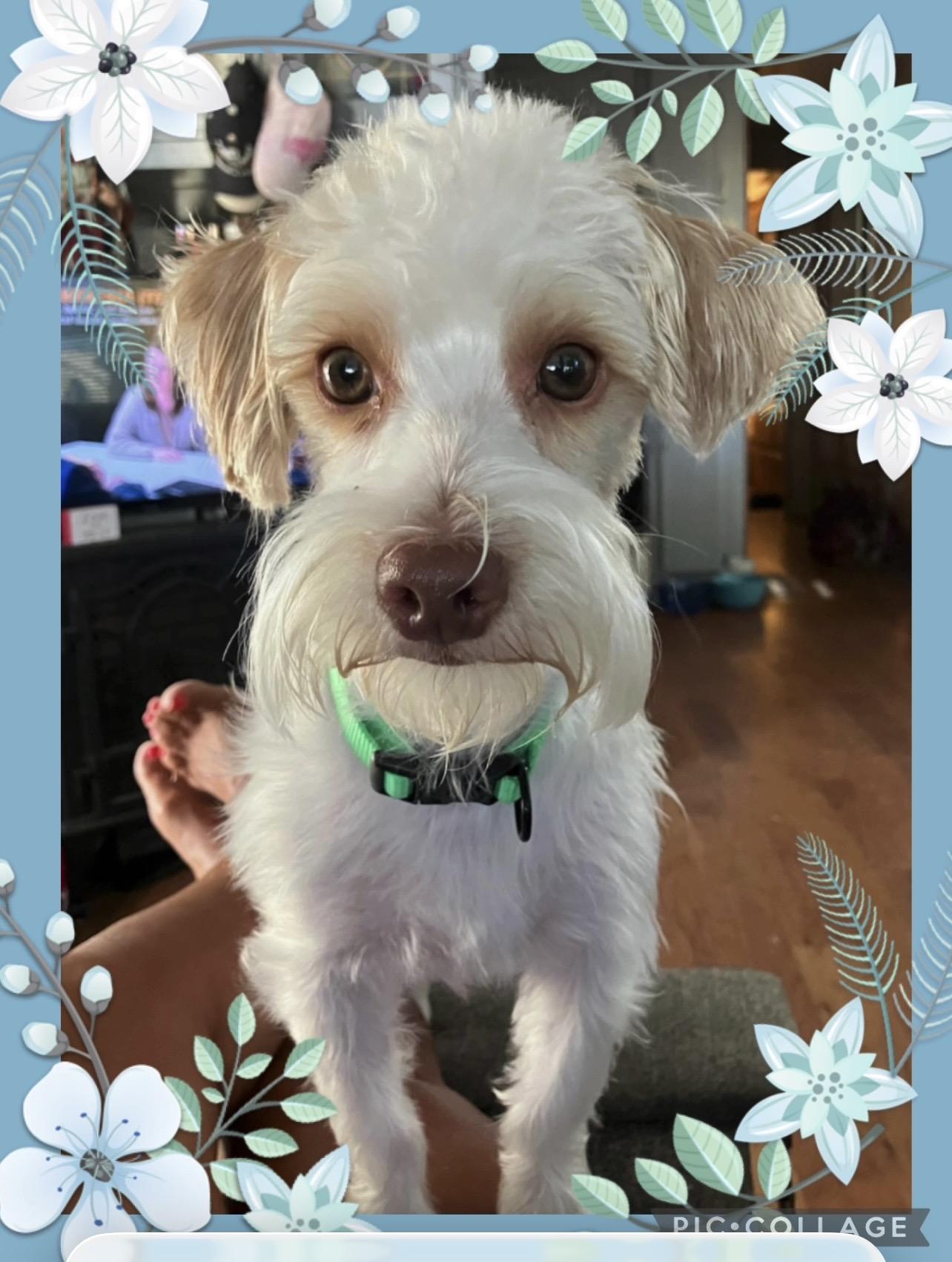 HIGGINS – 1-1/2 YEAR OLD MALE SCHNOODLE , an adopted mixed breed in Mesa, AZ image 2/2